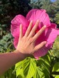 © Christine La/Stocksy - UGC pink hibiscus hand