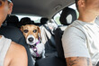 © Alvaro Lavin/Stocksy - Beagle dog feeling anxious during car ride with owners