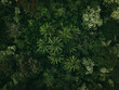 © C6 Studio/Stocksy - Top down aerial view of tropical jungle forest
