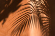 © A.J. Schokora/Stocksy - Plant in Sunlight