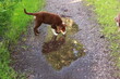© rolfo/Stocksy - A brown and white dog is drinking water from a puddle