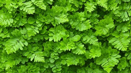 Wall Mural - lush green plant with leaves that are green and leafy. the plant is full and healthy