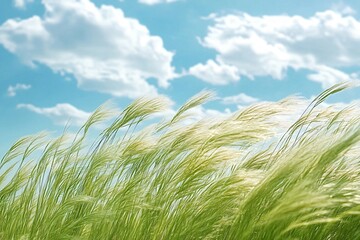 Green feather grass sways gently in the breeze under a bright blue sky dotted with fluffy white clouds, creating a serene and peaceful scene of nature's beauty