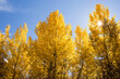 © Simone Anne/Stocksy - Yellow aspen leaves