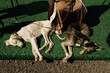© Azamat Mukanov/Stocksy - Purebred breed of dog Tazy from Central Asia