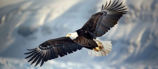  Majestic Bald Eagle in Flight Over a Cloudy Sky