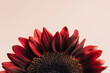 © Kristin Duvall/Stocksy - Cropped red sunflower