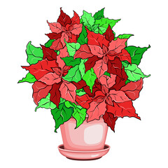 Poinsettia flowers in a clay pot vector illustration 