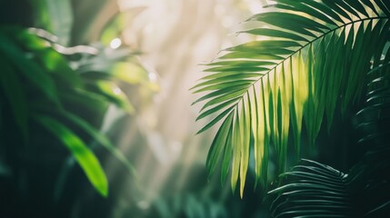 Poster - Sunlight streams through the dense canopy, illuminating vibrant green palm leaves in a tropical forest at dawn. Generative AI