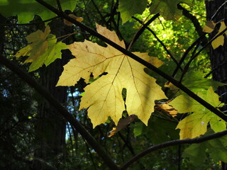 maple leaves