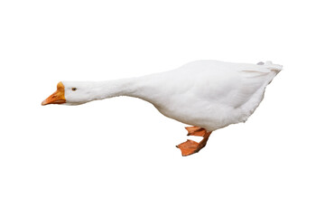 Wall Mural - a white goose walking with an outstretched neck showcasing its distinctive features and vibrant oran
