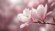 © abangaboy - Pink Magnolia Flower Blossom Close up