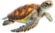 © Ali - Sea turtles isolated on a transparent background, Ocean animal