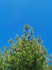 Canvas Print - blue sky and pine trees
