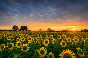 Wall Mural - beautiful sunset over sunflowers field