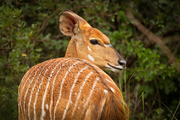 Wall Mural - A pretty Nyala antelope female with white stripes and very different from the male, looks behind her as she walks through her typical dense bush habitat in a game reserve in South Africa.