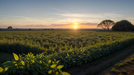 Poster - Field of green plants with a tree in the background