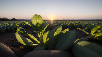 Poster - Field of green plants with a sun shining on them