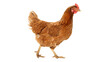 © Mohsin - Full body of brown chicken hen standing isolated transparent background