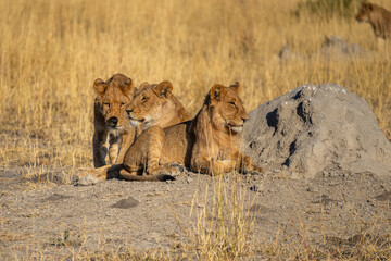 Wall Mural - Big lion lying on savannah grass. Landscape with characteristic trees on the plain and hills in the background