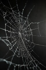 close up of a spider web