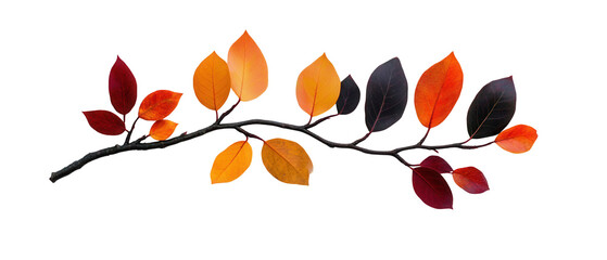 Wall Mural - A branch with leaves of different colors, including red, orange, and yellow. transparent background