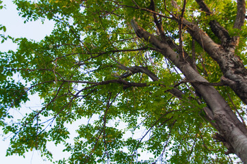 The lush green trees in the forest are a beautiful nature.