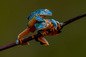 Wall Mural - Golden-eyed leaf frog, Cruziohyla calcarifer, green yellow frog sitting on the leaves in the nature habitat in Corcovado, Costa Rica. Amphibian from tropic forest. Wildlife in Central America.