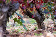 © yaqui_villegas - This image showcases a close-up view of a vineyard vine, highlighting the twisted trunk and vibrant autumn leaves in rich red hues above a rocky soil base in La Rioja Spain