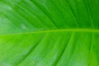© wira - A close up view of a vibrant green leaf with prominent veins, showcasing the intricate details and natural beauty of plant life