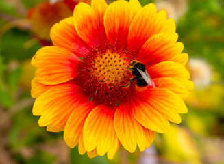 Aufkleber - Bumblebee on a gaillardia flower, Gaillardia L.