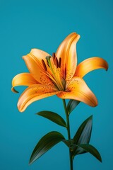 Wall Mural - Vibrant orange lily flower with intricate details, showcasing its natural beauty against a striking blue background, perfect for floral designs.