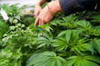 © YoImages - Man caring for cannabis plants