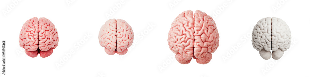 Detailed anatomical representation of the human brain from various ...