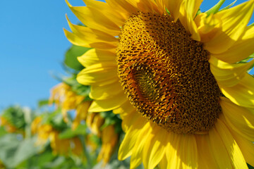 Beautiful sunflower in the field, close-up shot photo