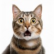 © MNDZ JNL - a cat surprised on white background