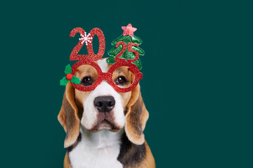 Wall Mural - Happy New Year and Merry Christmas 2025 greeting card with pet. A beagle dog in carnival glasses with the numbers of the 2025 New year on a green isolated background. Copy space . 