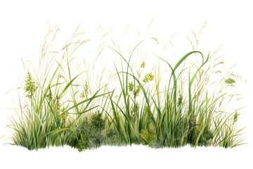 a patch of tall, untamed grass with delicate seed heads and vibrant green stems, isolated on a white