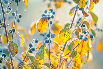 Wall Mural - Branches of a bush with yellow leaves and wild berries covered with frost crystals on a natural background. Soft selective focus. Fresh frosty morning in late autumn or the first days of winter.