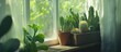 © CreativeBro - Arranged small potted cacti in a wooden box placed by an indoor window perfect for enhancing home decor and providing a touch of nature