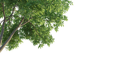 michelia alba tree corner 4k png cutout isolate