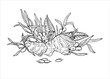 © Masha_tolk_art - Ginger root, sea buckthorn berry, leaves vector isolated line art black ink sketch. Natural organic food ingredients monochrome flat. For advertising products that strengthen the immune system