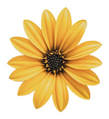 Wall Mural - PNG Blooming yellow flower with long petals