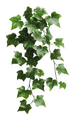 Wall Mural - PNG Green ivy leaves cascading in natural sunlight