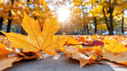 Wall Mural -   A leaf lying on the ground in a park with sunlight filtering through the trees behind it