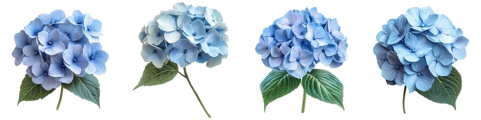 Wall Mural - Beautiful Blue Hydrangea Flower Cluster with Delicate Petals Isolated on Transparent Background