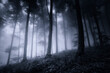 © andreiuc88 - dark fantasy forest at night, spooky halloween background