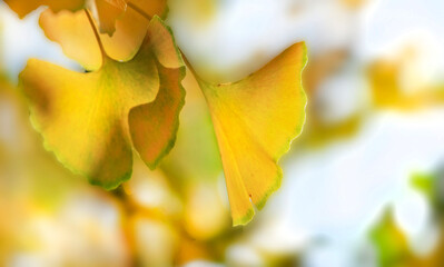Wall Mural - closeup on beautiful yellow leaf  of a Gingko tree in autumn in focus foreground on blur background