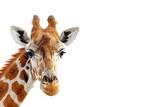 giraffe isolated on white background