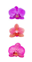 Wall Mural - flowers of orchid border